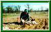 b_planting2.jpg - 2782 Bytes