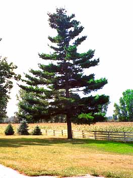 firtree.jpg - 21887 Bytes